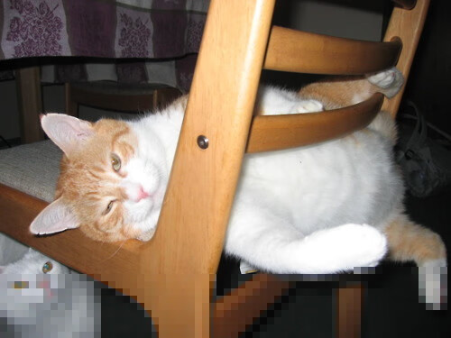 76人前锋开发篮球主题桌游,引发球迷购买热潮,76人队史小前锋