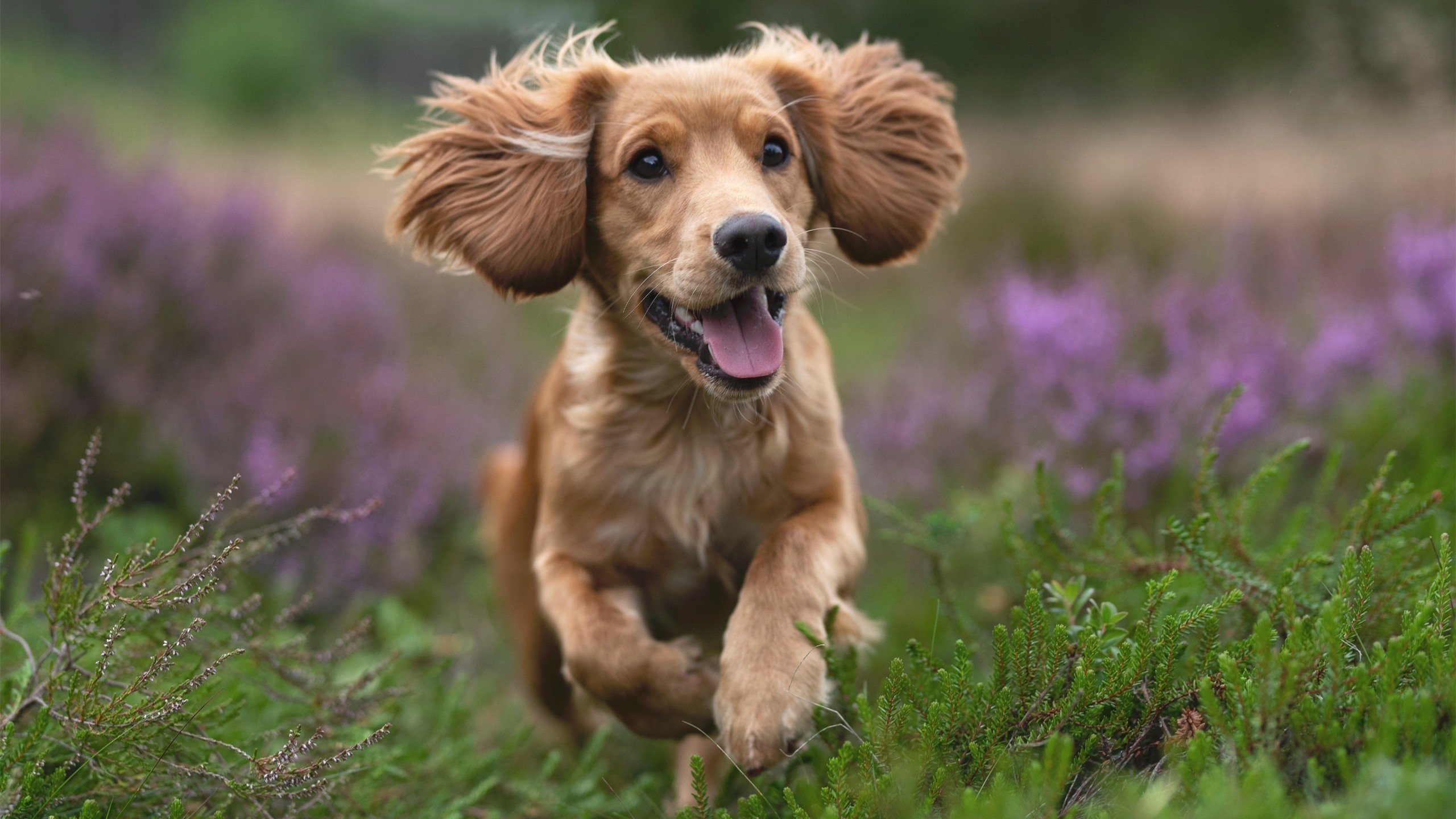 kaiyun官方入口登录-以足球为载体的体育+旅游新模式受到青睐，足球体育运动