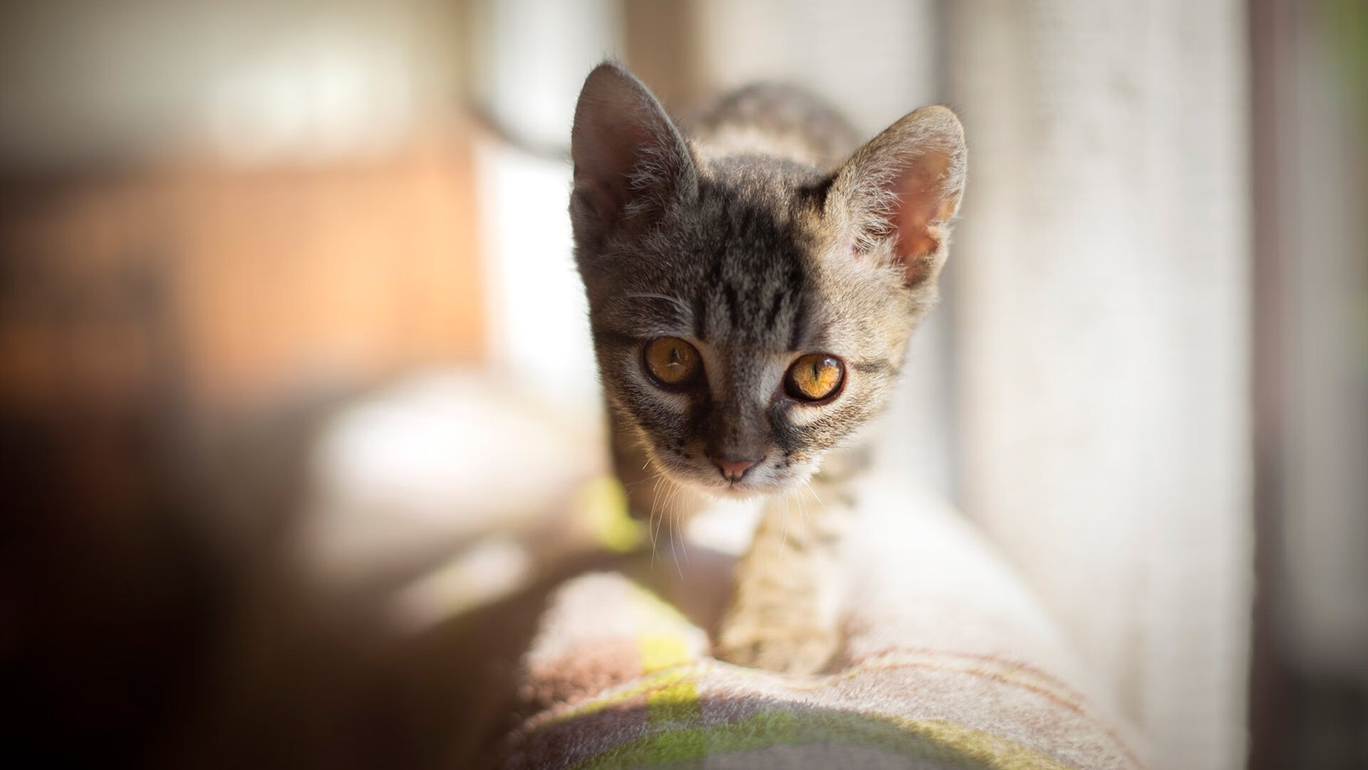 开云官网-哈里·凯恩以3球成为欧洲杯并列金靴，哈里凯恩助攻