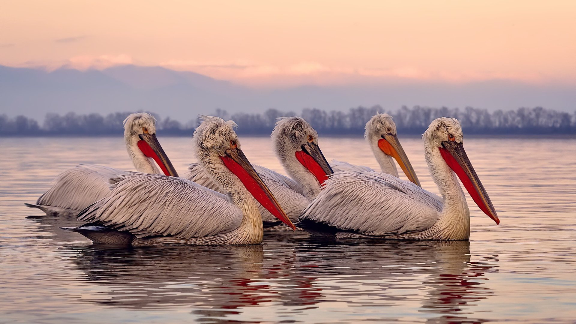 Kaiyun APP-哥伦比亚马术协会出版“Sinjska Alka”历史专著，记录赛事发展历程。，哥伦比亚马夹