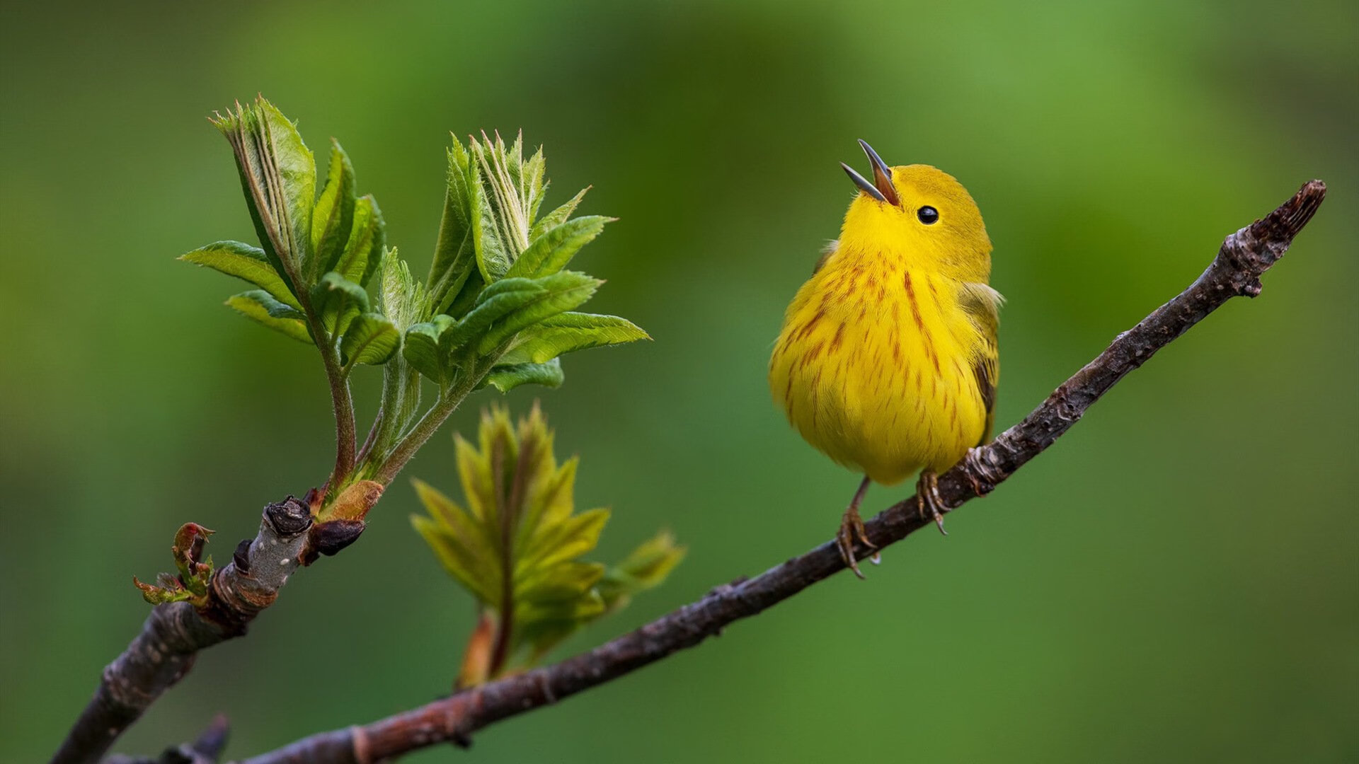 Kaiyun官方登录入口-热火老将洛瑞宣布退役，结束17年辉煌职业生涯，洛瑞与热火的合同
