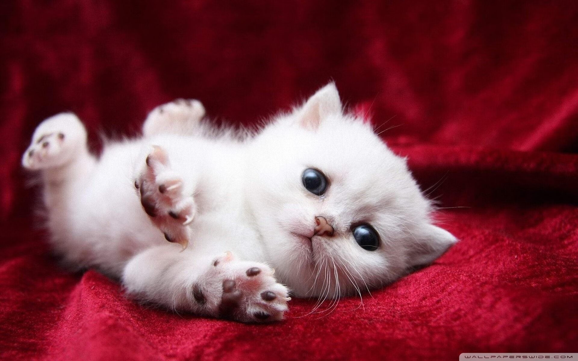 开云官网-电竞短视频平台快速崛起，内容多样化，有没有关于电竞的视频