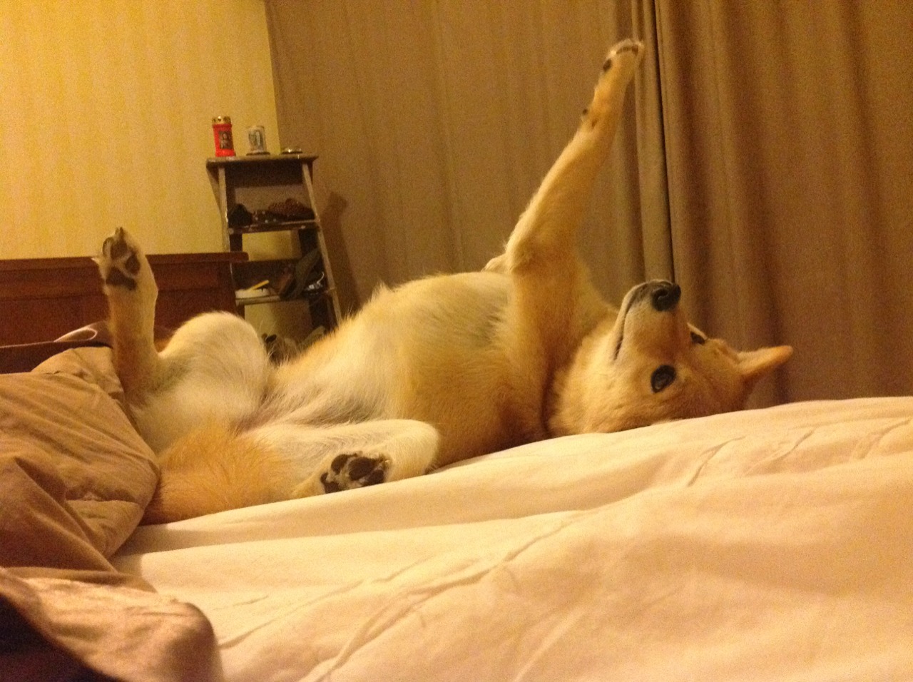 篮球青少年比赛积分规则优化调整完善,篮球青少年锦标赛