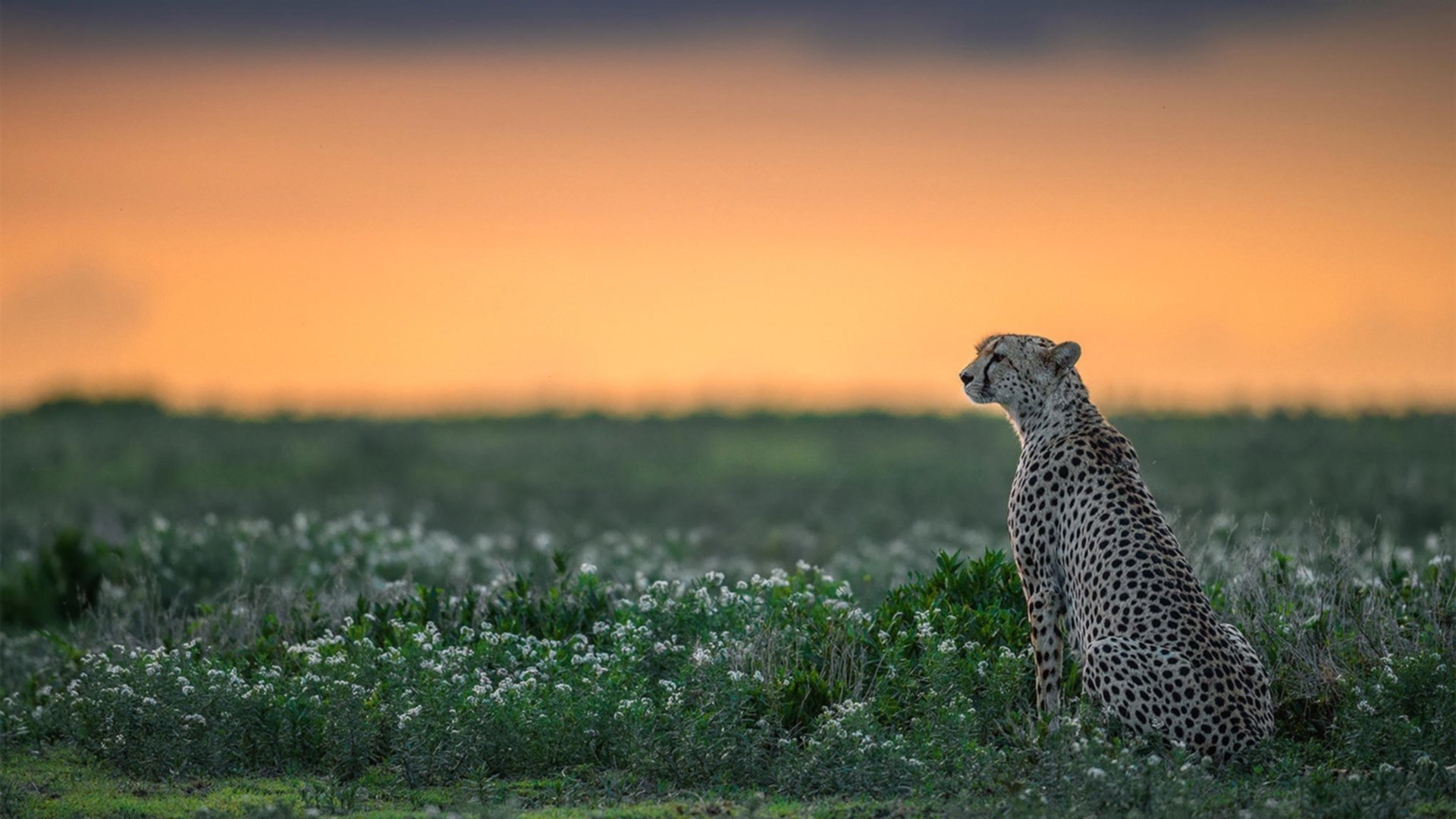 开云网站-运动员职业生涯规划，推动足球运动全面发展，足球运动员长期发展规划