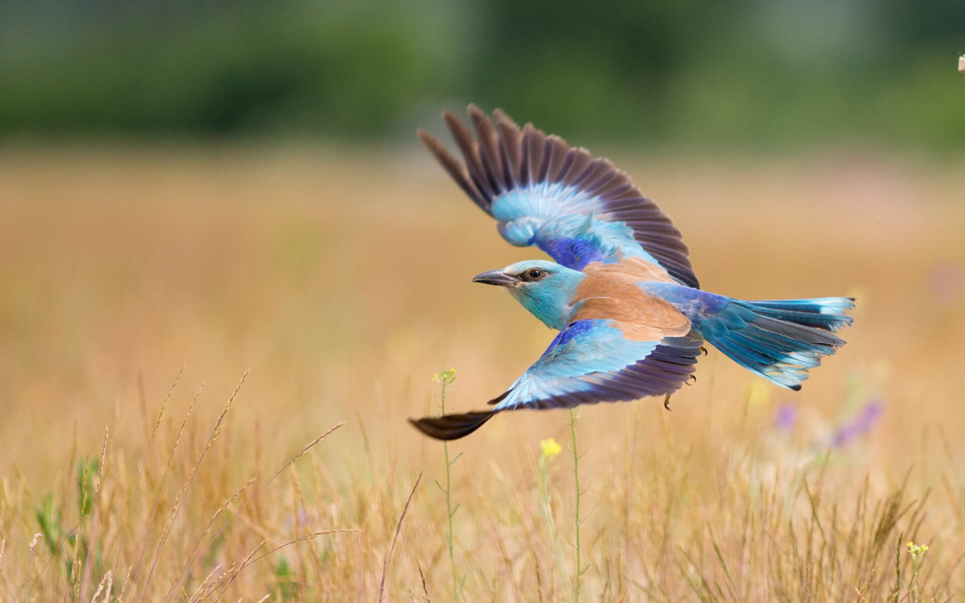 青少年篮球抗疫行动中扮演“健康守护者”角色,抗疫篮球主题