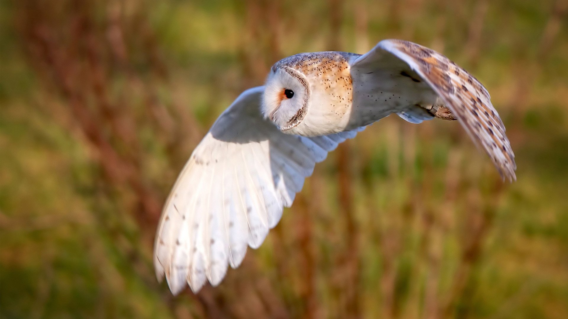 KPL战术创新引发关注,kpl热度创新高