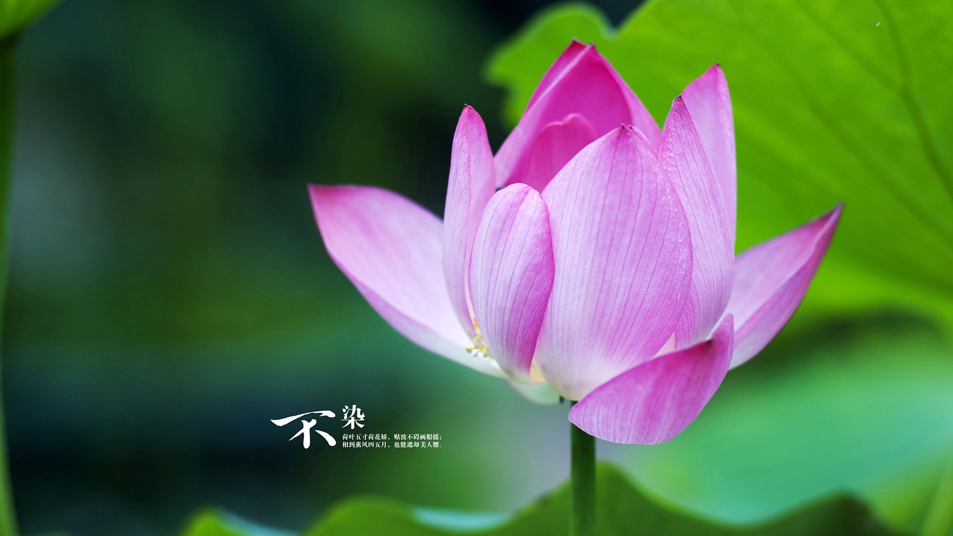 LCS战术趋势:中野联动再受重视,中野联动是什么