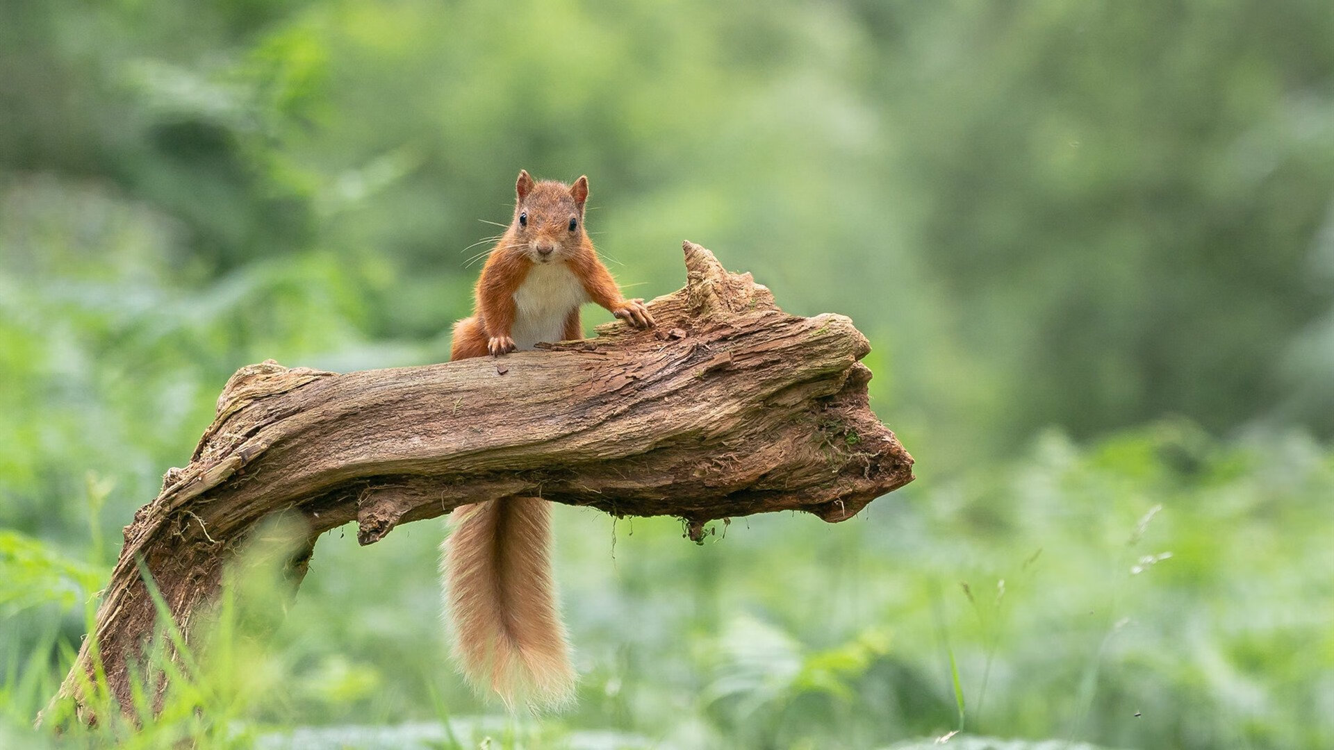 开云体育APP下载-世界跳水系列赛，中国队完成大满贯包揽，世界跳水冠军赛