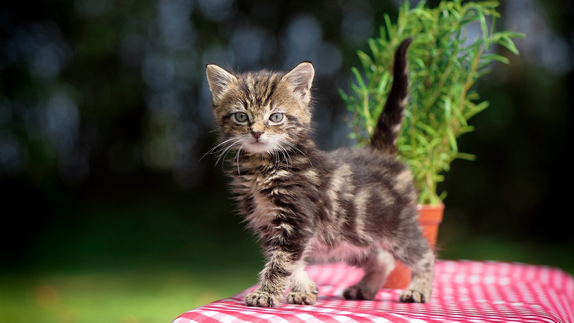 Kaiyun APP-中国体操队公布奥运阵容，中国体操队 奥运