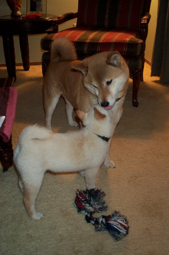 kaiyun体育app-亚冠淘汰赛进入白热化，战局逐渐升温，亚冠淘汰赛赛制