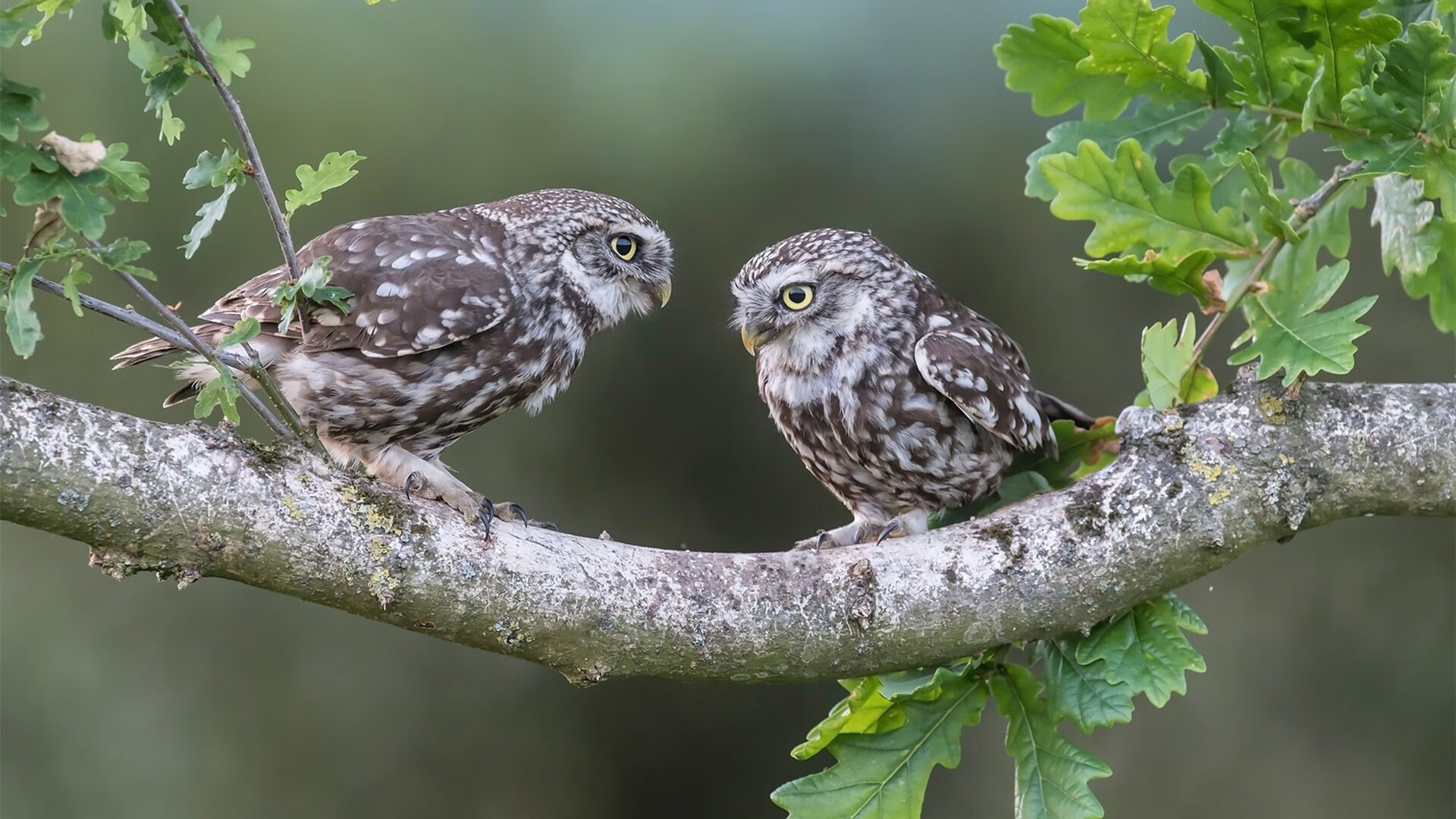 大连一方球员展现出色表现,全力冲刺前进,大连一方球迷贴吧