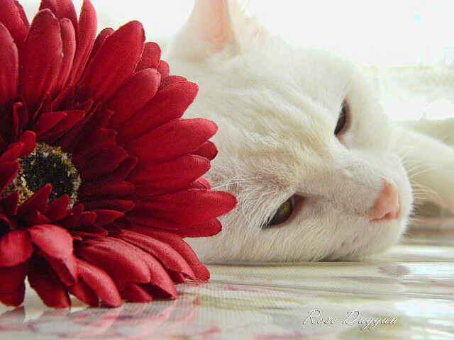 巴西国家队备战世界杯正处磨合期,巴西足球队世界杯