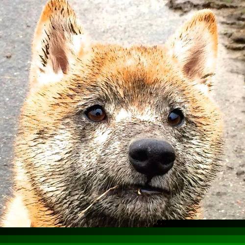 开云·Kaiyun网页版-巴西女足队员表现抢眼，战胜实力对手，巴西女子足球队成员