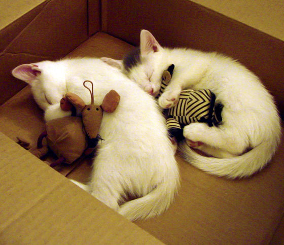 开云官方网页登录-掘金继续稳居西部榜首，掘金44胜西部第三