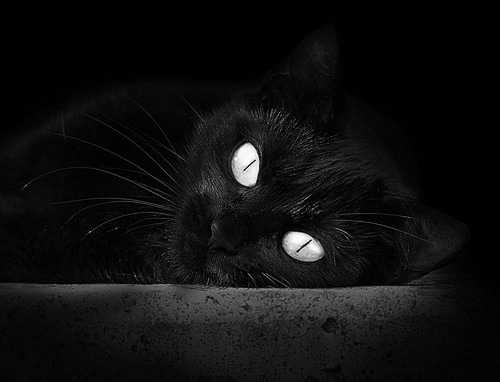 开云官方-沃特福德防守反击犀利，黄蜂军团欲保级，沃特福德队