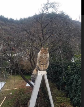 江苏苏宁客场失利,遭遇连败困扰