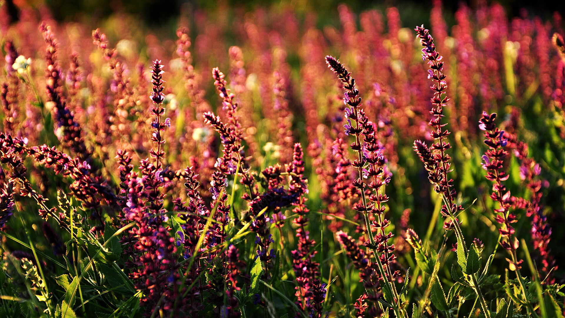 纽卡斯尔联锋线效率高,喜鹊军团冲击欧冠,纽卡斯尔联队怎么样