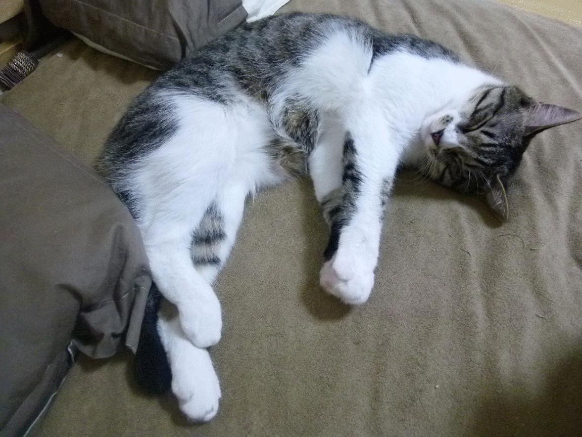 纽卡斯尔联锋线效率高,喜鹊军团冲击欧冠,纽卡斯尔联队怎么样