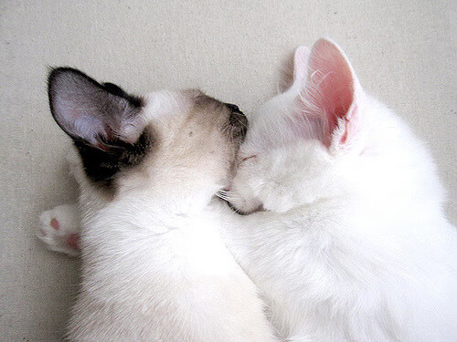 荷兰队在欧预赛比赛中意外失利,遗憾未能晋级,荷兰队欧洲杯预测