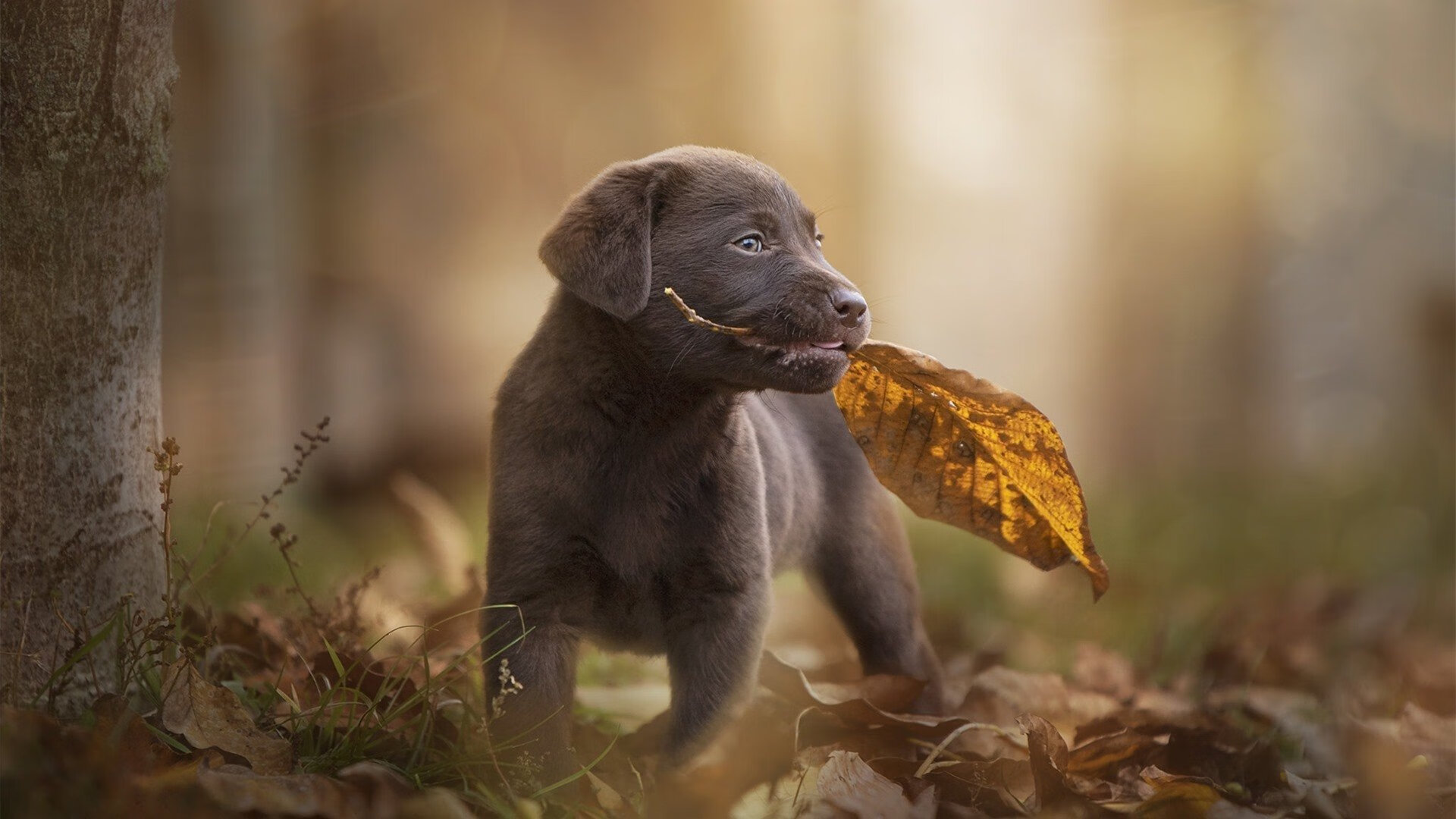 韩国文化传播力持续增强,韩国文化传播力持续增强