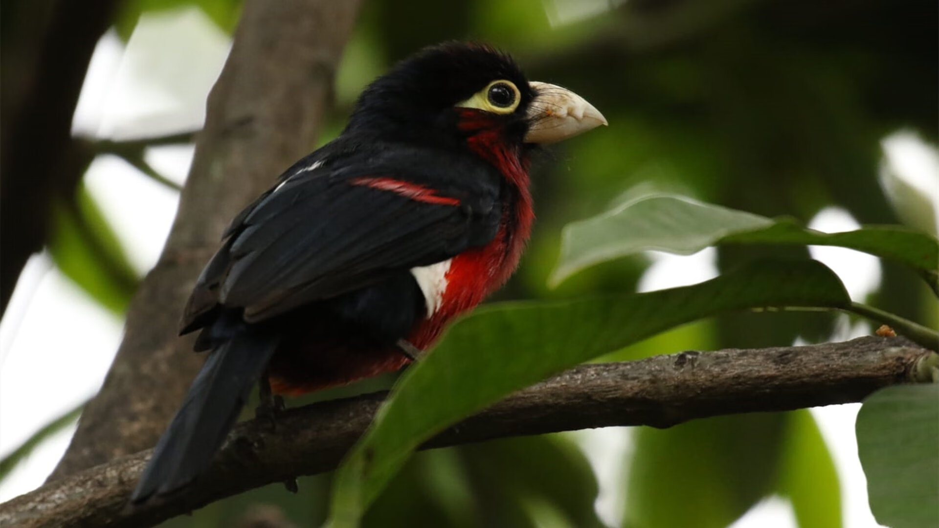 中国篮球教练员战术分析软件开发应用,篮球教练技能展示