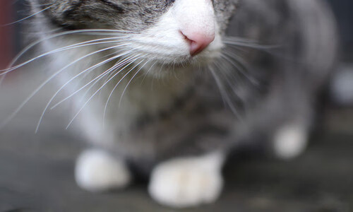 德甲冠军俱乐部 在续约策略中对年轻球员定位,德甲冠军是谁