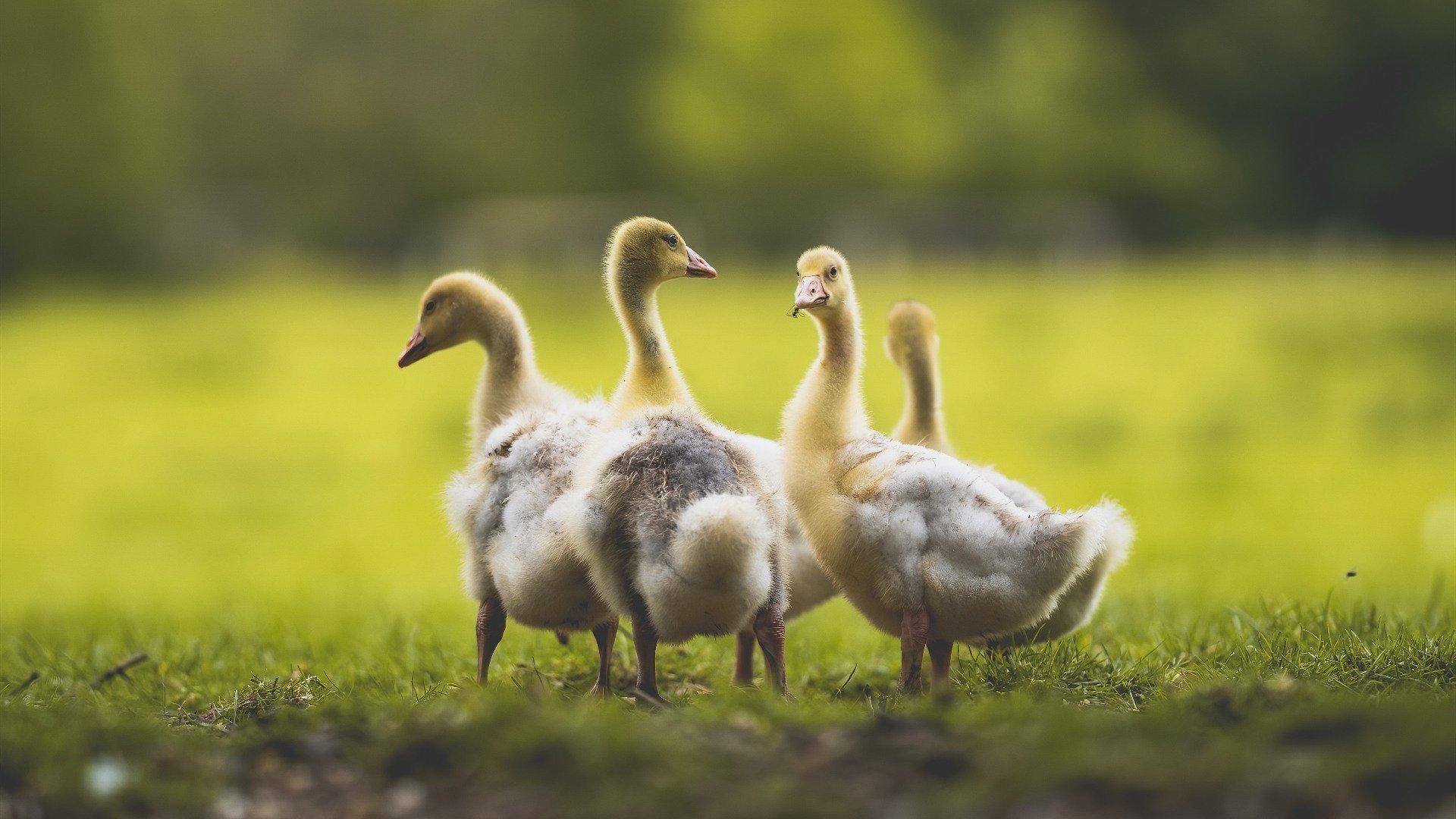 开云中国大陆-恩波利阵地战中寻找有效得分方式，恩波利老板