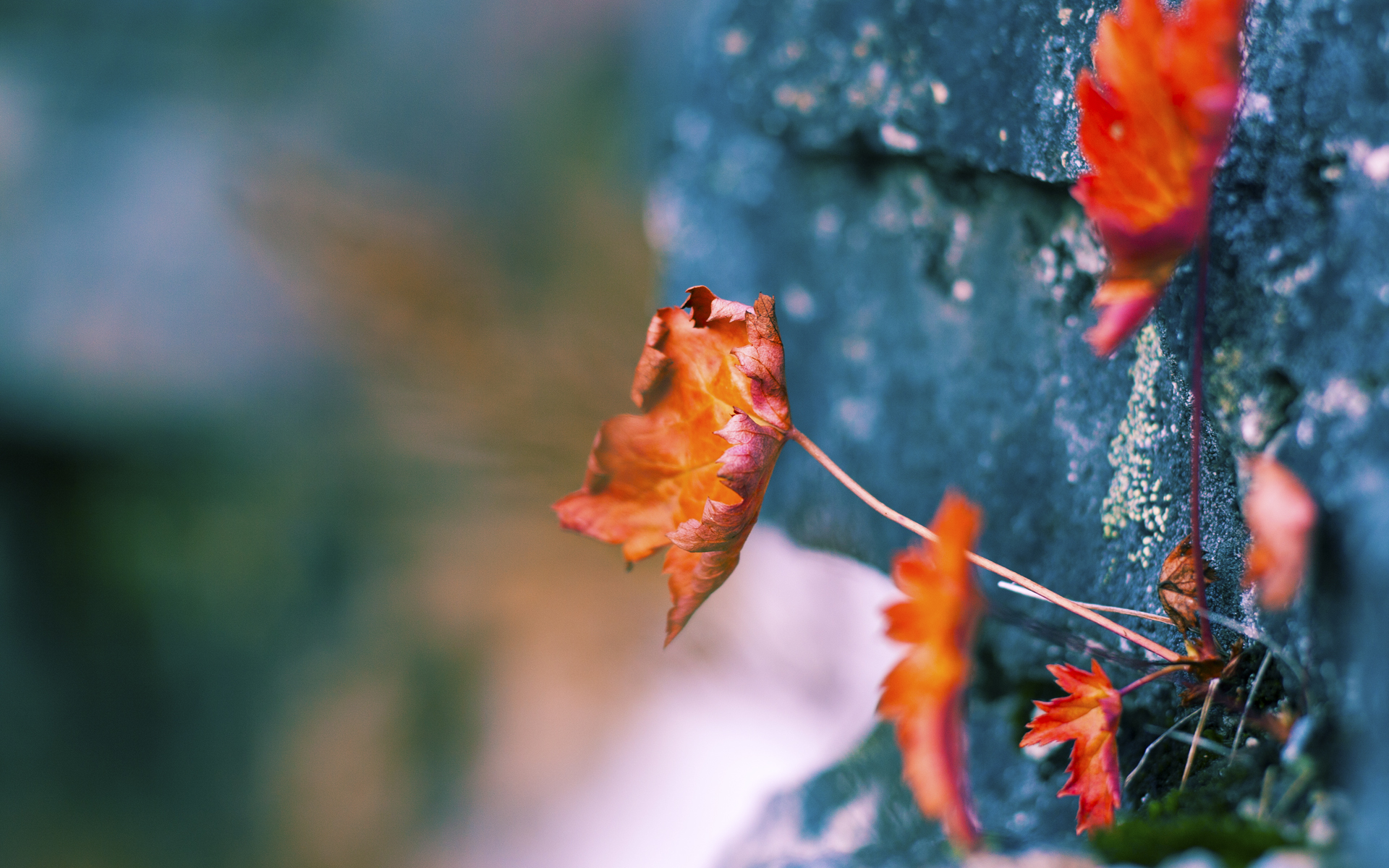 KAIYUN 中国大陆-澳女将夺金后高唱国歌，澳门夺冠奏国歌