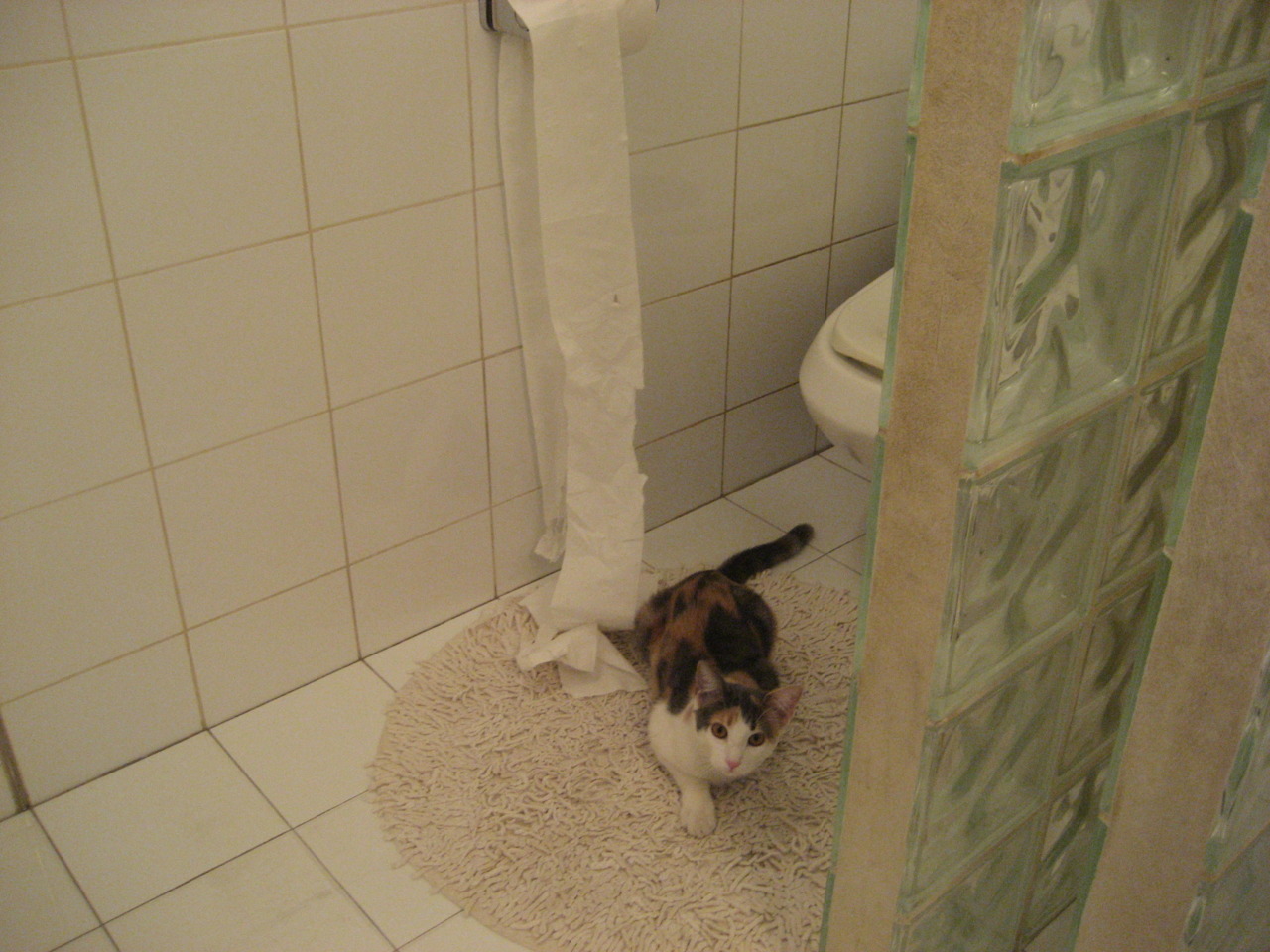 男子仰泳项目全面提升,男子仰泳世界排名