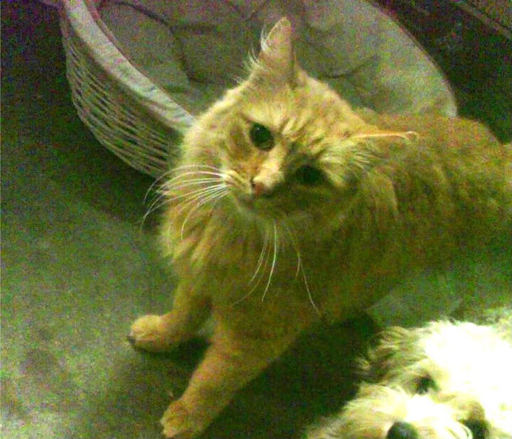 足球文化建设未与地方社会融合,足球与国家文化