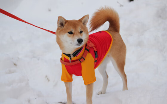 中国篮球动漫形象发布将与球员联动打造文化传播新载体,2021篮球国漫