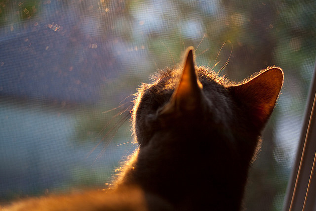 KAIYUNAPP-加拿大男篮在奥运预选赛中晋级，迎来历史性突破
