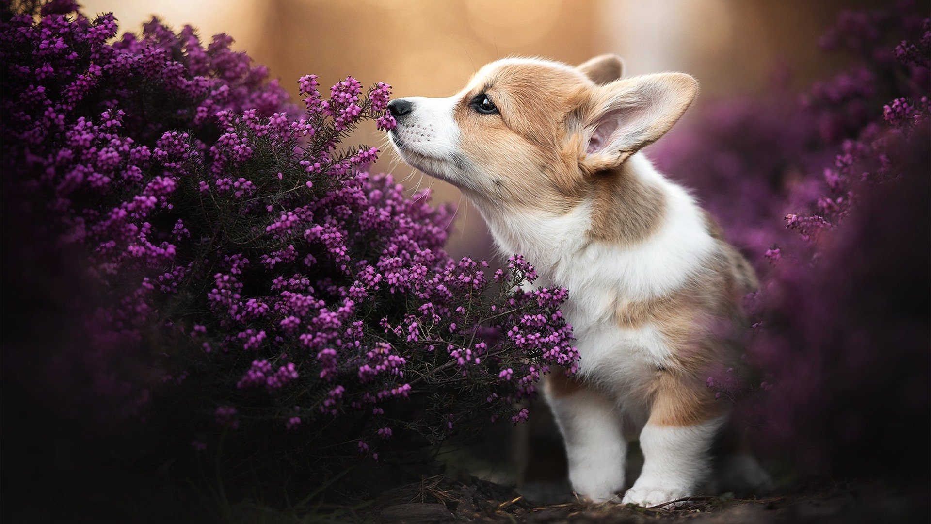 女子国家队推动多地区集训提升战术理解统一性，女子队员