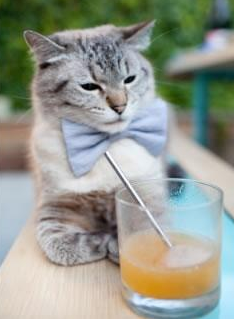 希腊女篮在欧洲锦标赛中再登顶,传统强队再创新佳绩,希腊队 欧洲杯