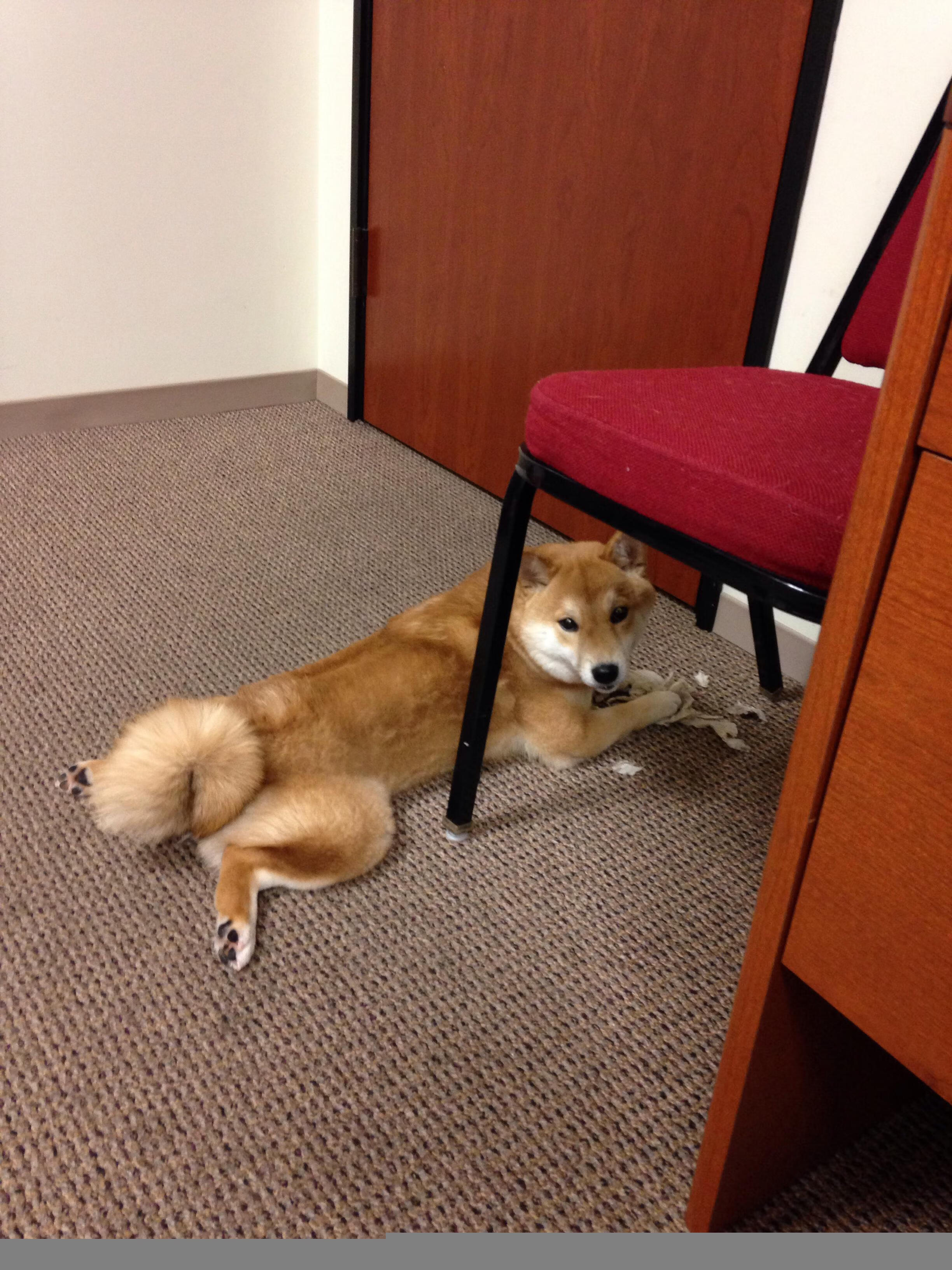 尼克斯加强挡拆配合创造外线空间,尼克斯强不强