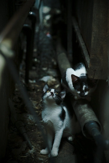 德甲超级战役:攻势凌厉,防守坚如铁墙,德甲经典比赛