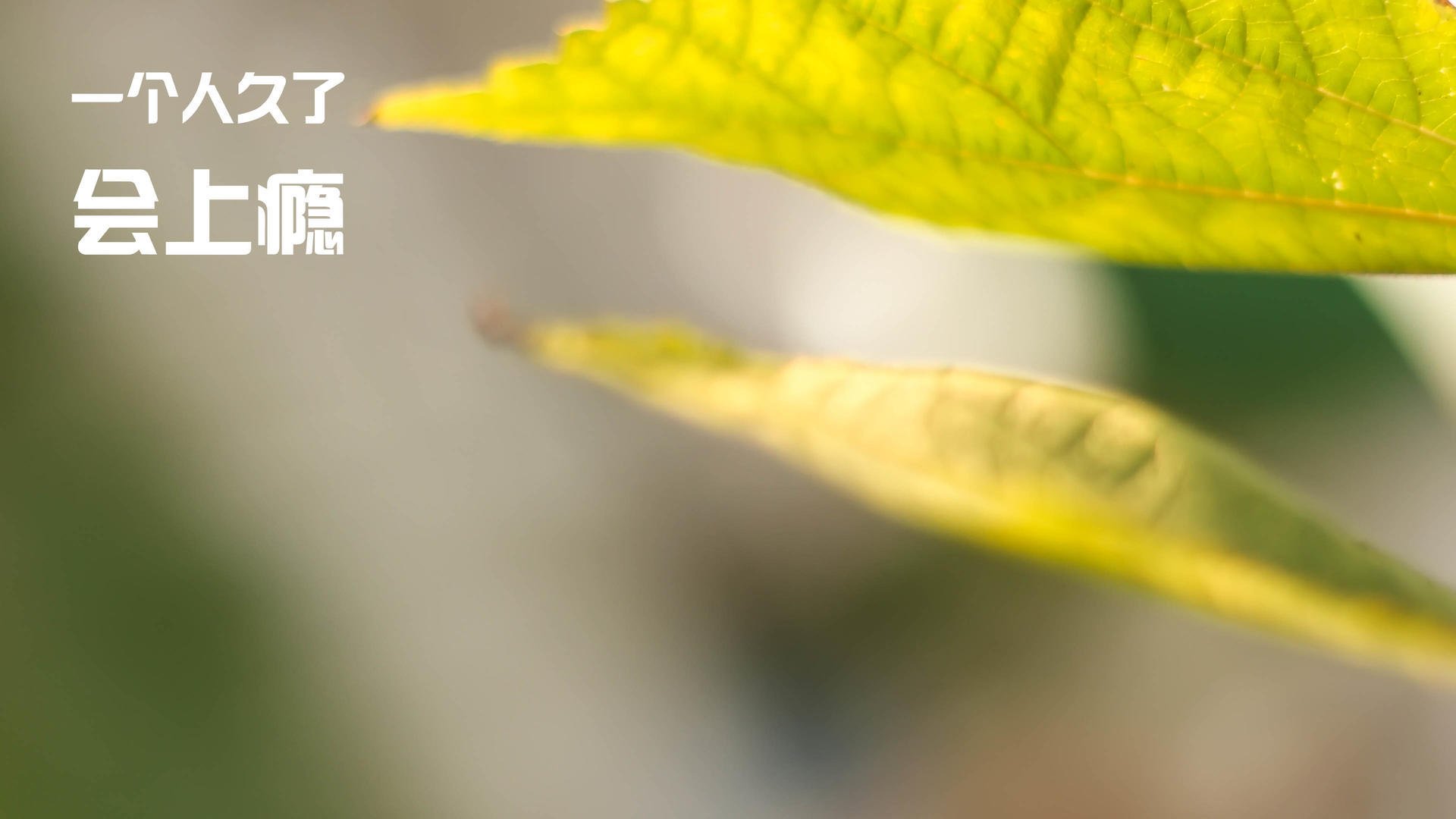 开云官网-比利时蝶泳项目发挥持续稳定，比利时花样游泳