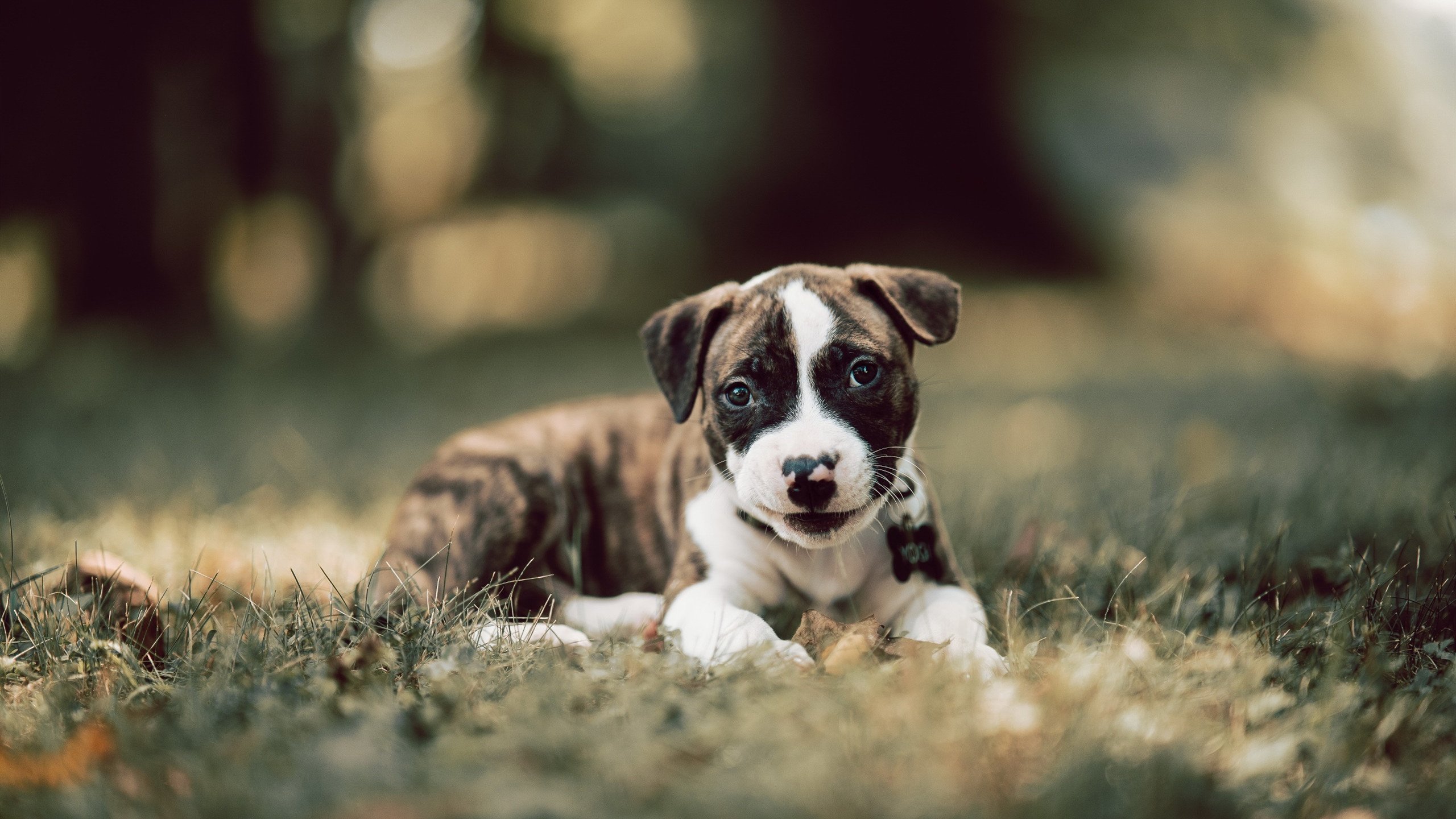 美洲杯明星闪耀：个人技艺点燃全场！，美洲杯原名