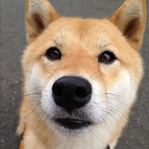 陈芋汐10米跳台决赛技术细节解析,跳水选手陈芋汐身高